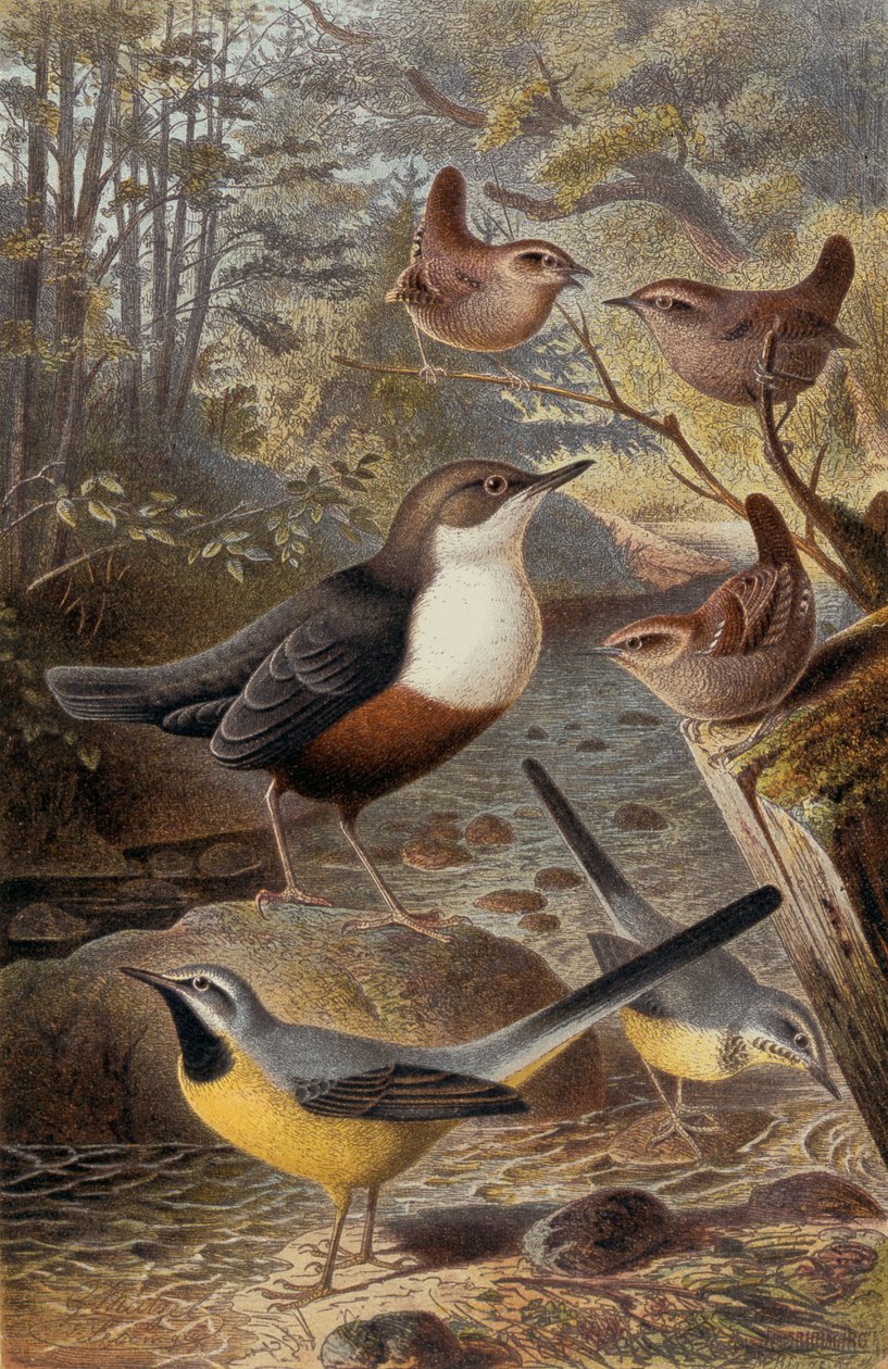 Winterkoning en grijze kwikstaart, plaat uit Brehms Tierleben: Allgemeine Kunde des Tierreichs, deel 4, p. 69, uitgegeven door Bibliographisches Institut, 1891 door German School