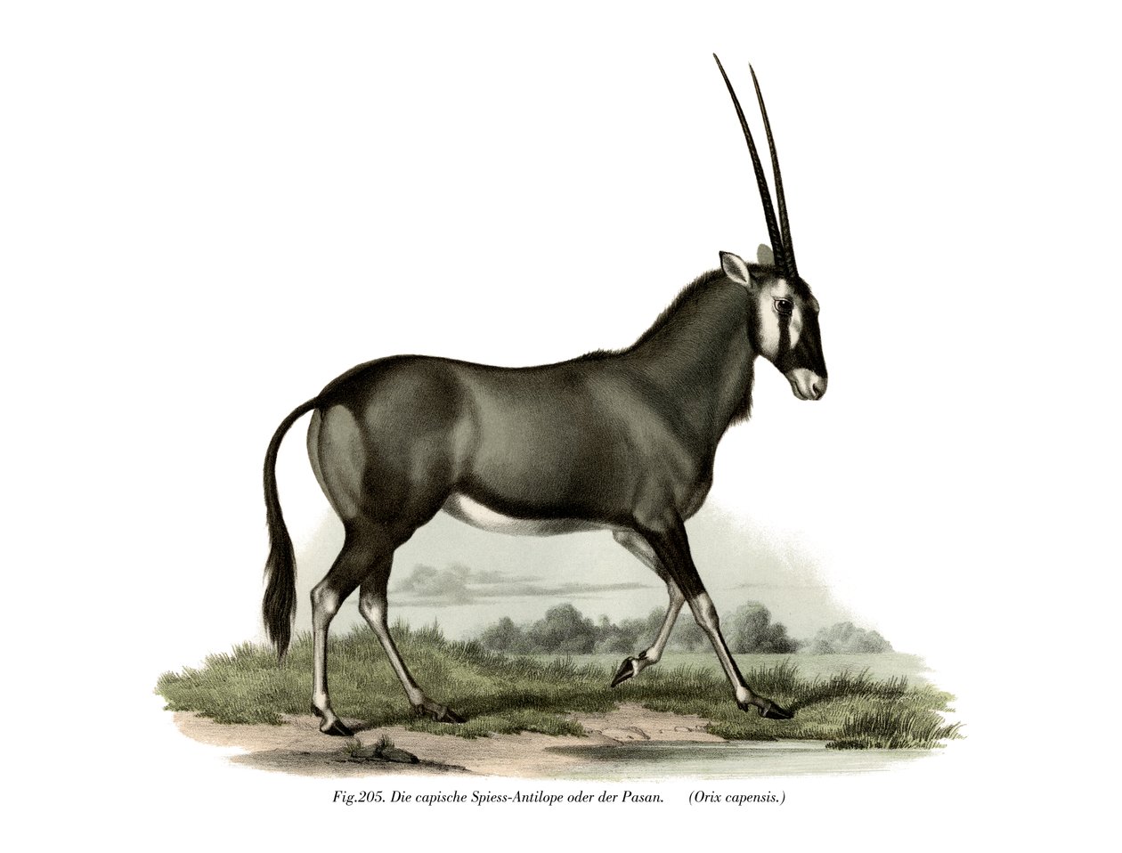 Gemsbok door German School
