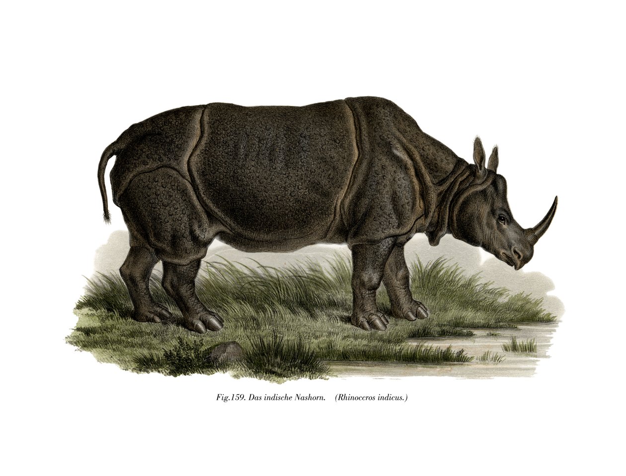 Indische Neushoorn door German School