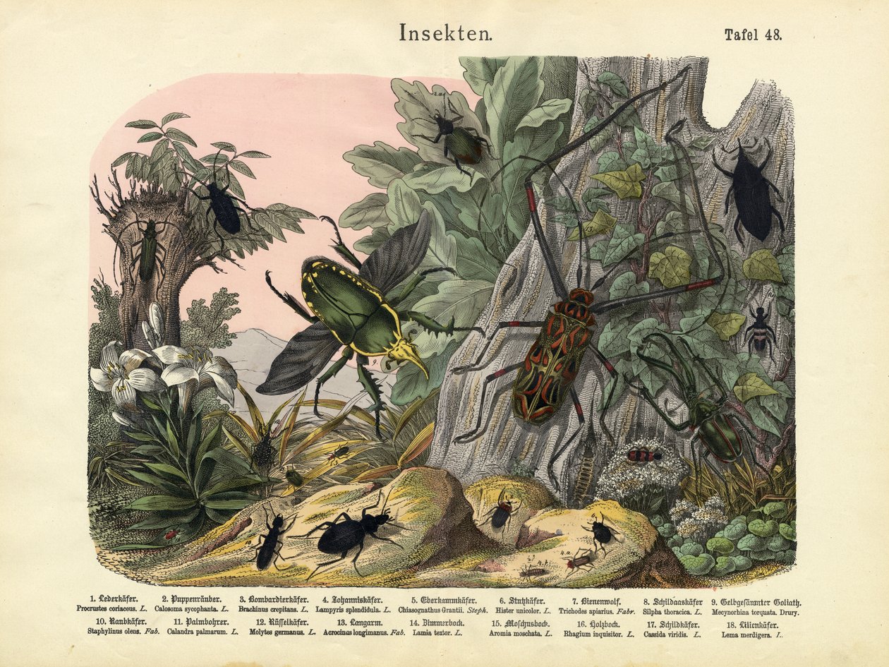 Insecten, ca. 1860 door German School