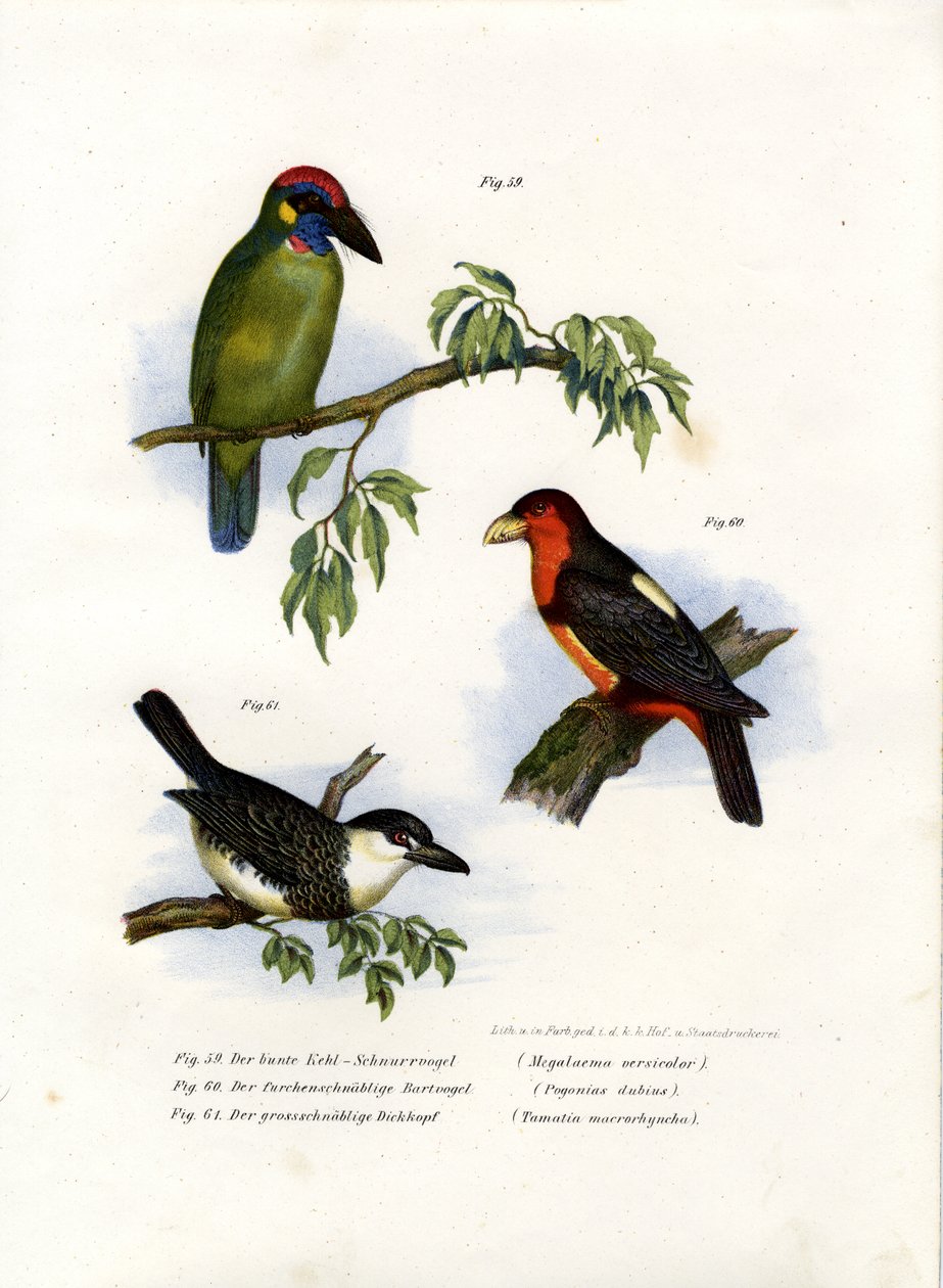 Grote Groene Baardvogel, 1864 door German School
