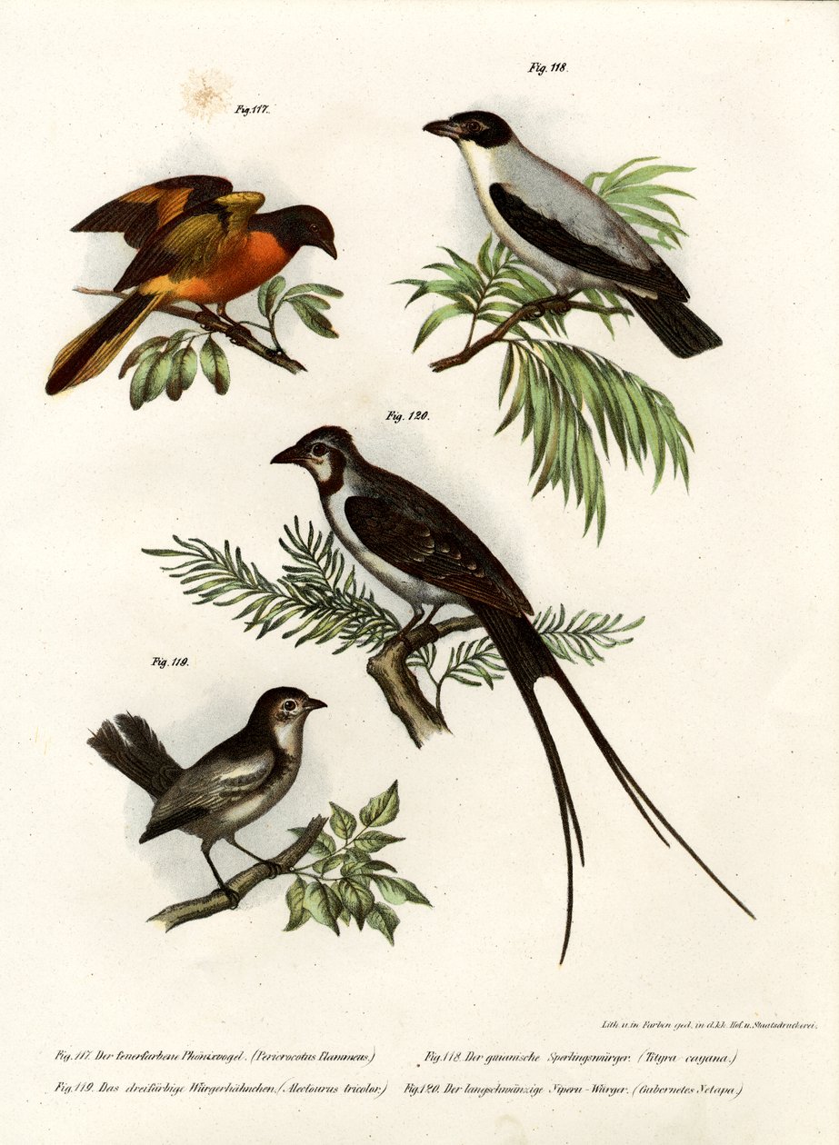 Scharlaken Minivet, 1864 door German School