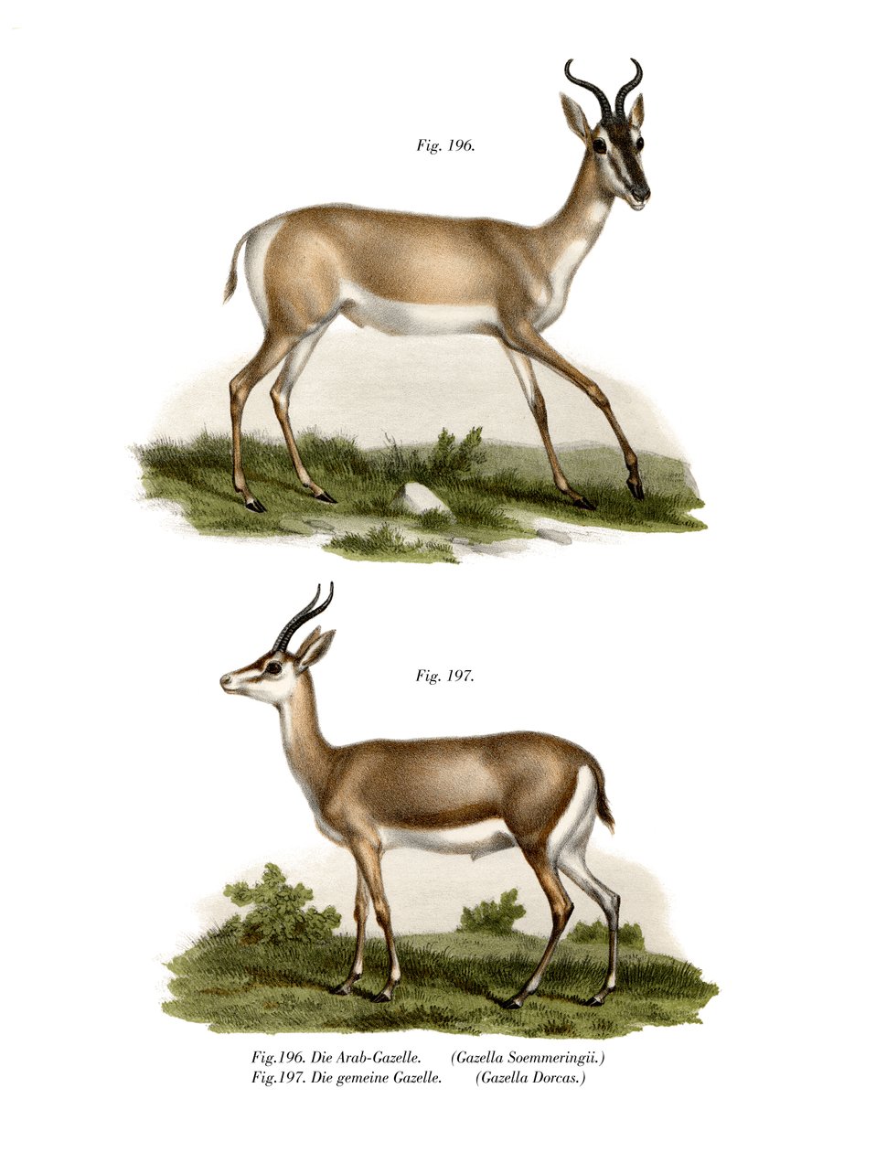 Somalische Soemmerring Gazelle door German School