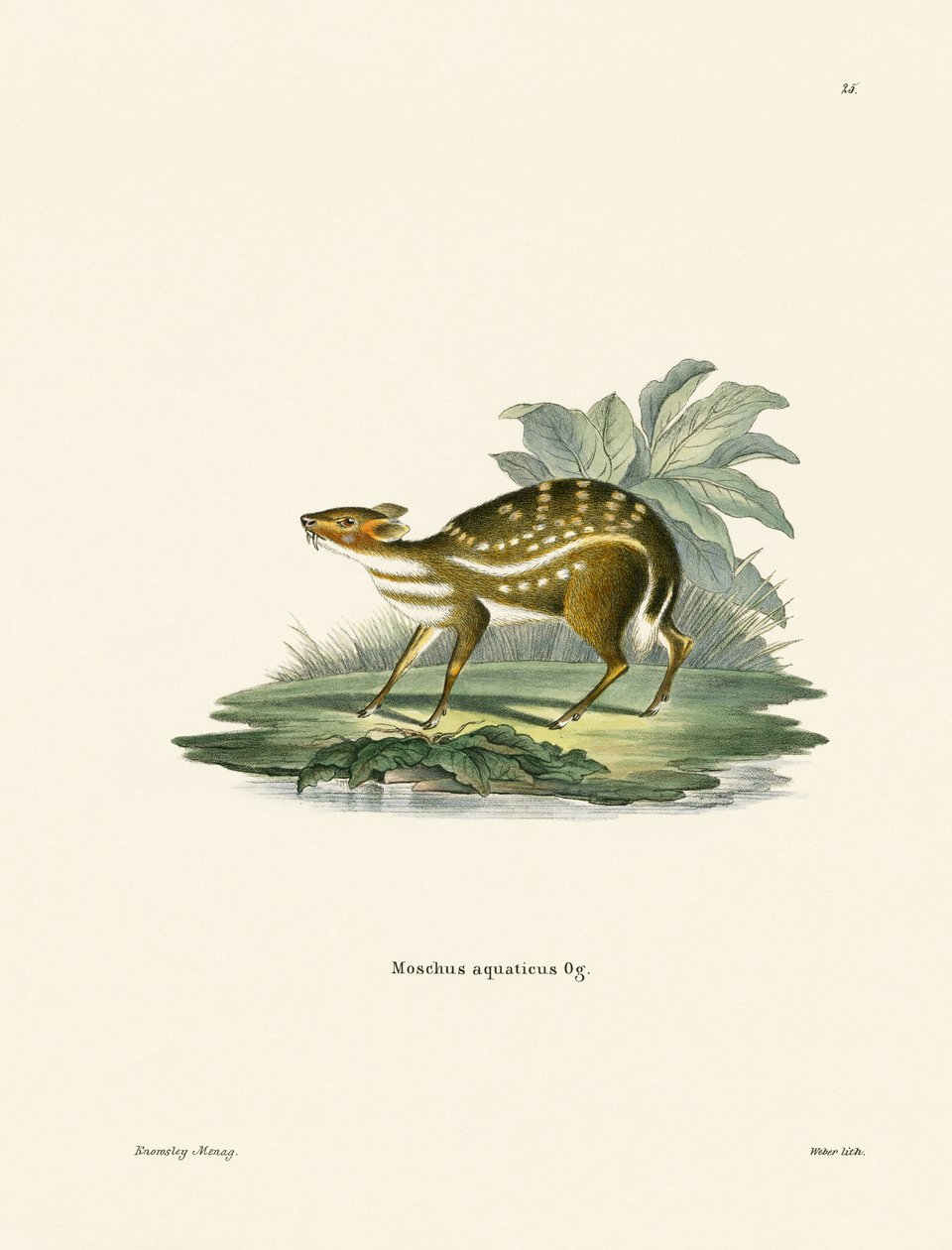 Afrikaanse Chevrotain door German School