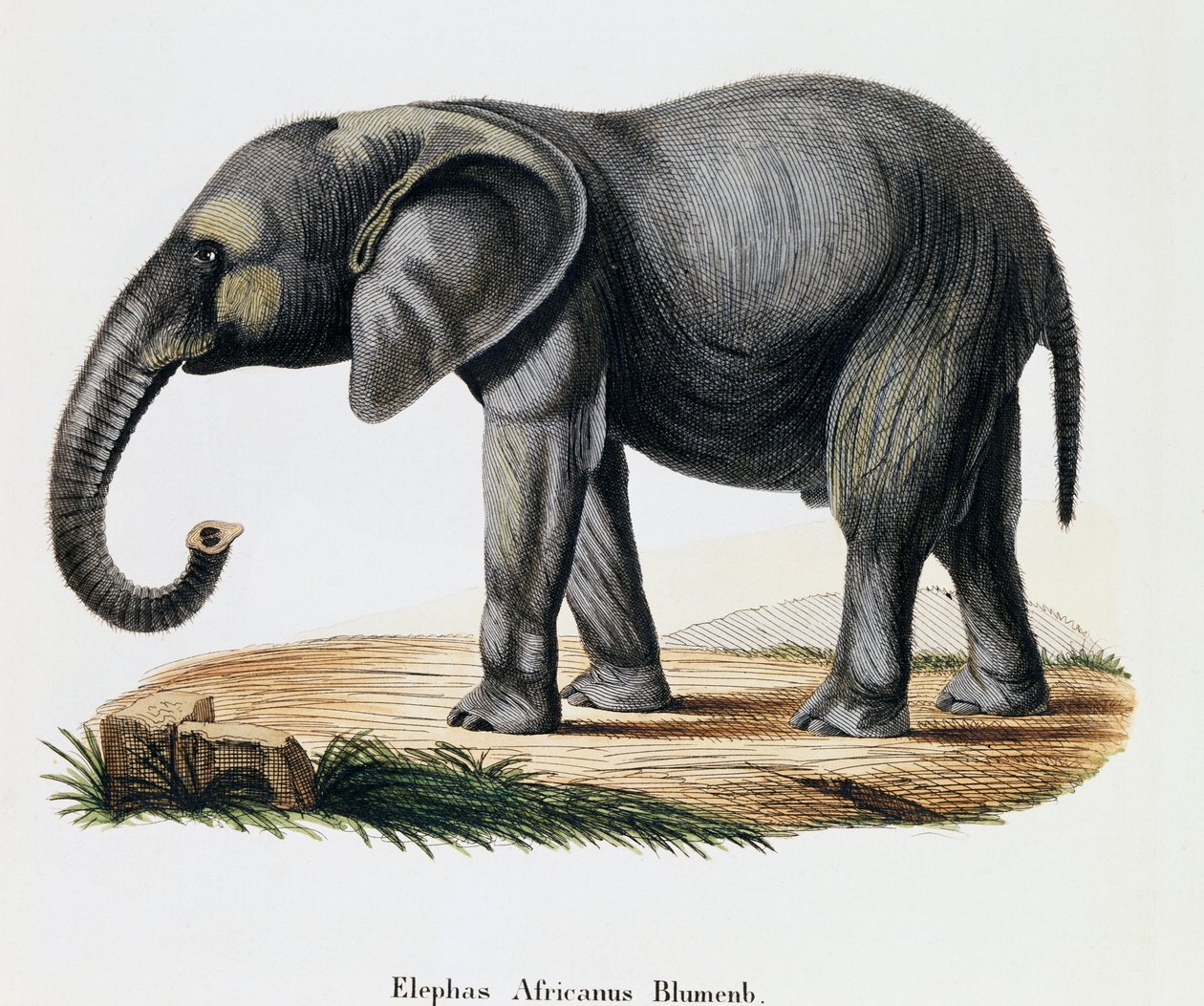 Afrikaanse Olifant (Elephas africanus), uit Zoogdieren geïllustreerd uit de natuur met beschrijvingen, door Johann Christian Daniel von Schreber (1739-1810), gravure door IC Bock naar tekening van A Fleischmann, Duitsland door German School