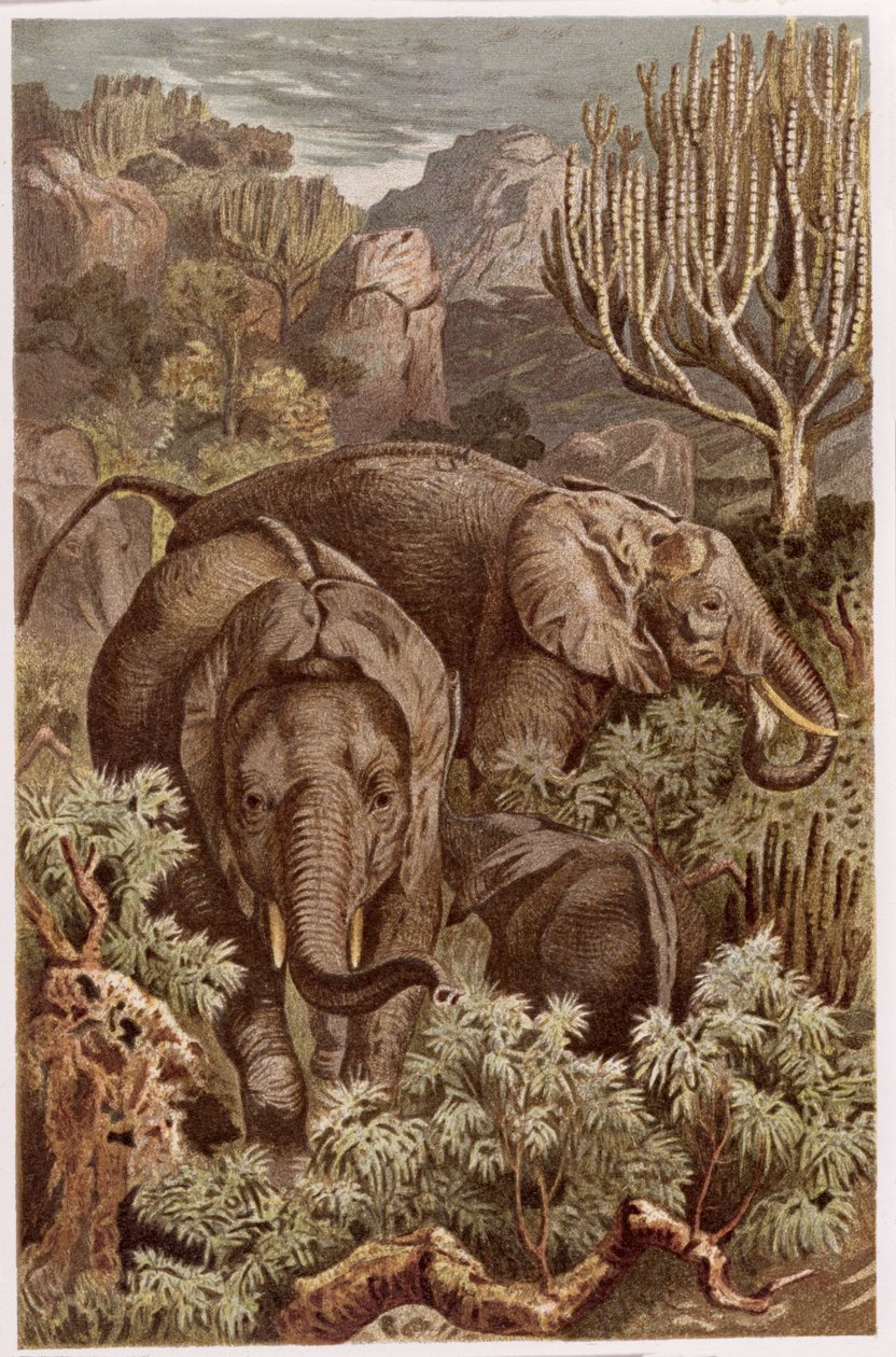 Afrikaanse olifant, plaat uit Brehms Tierleben: Allgemeine Kunde des Tierreichs, vol.3, p.9, gepubliceerd door Bibliographisches Institut, 1891 door German School