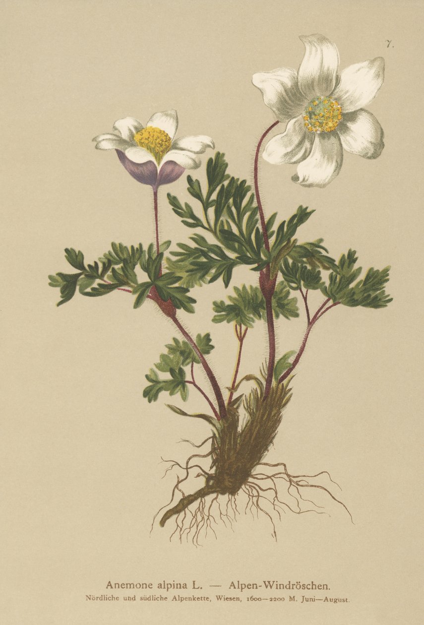 Alpen Anemoon (Anemone alpina, Pulsatilla alpina) door German School