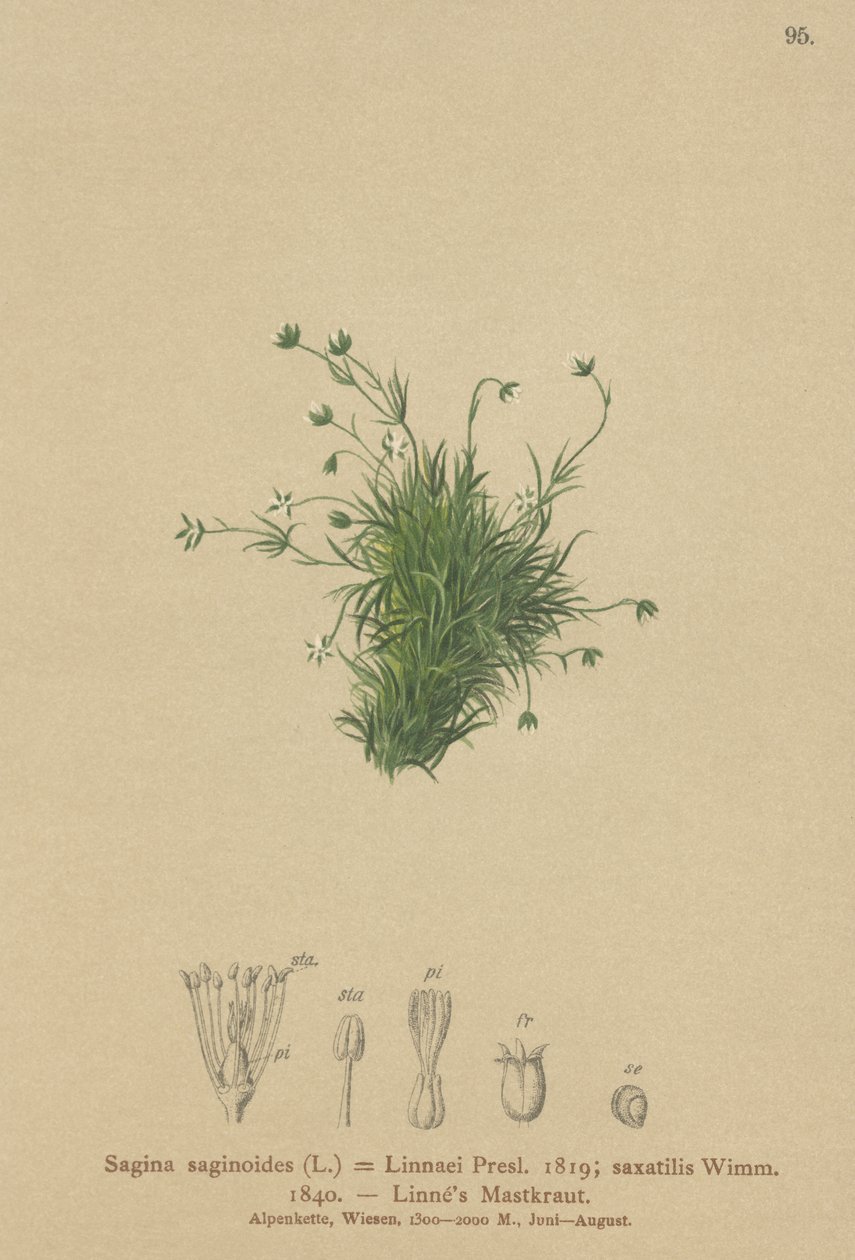 Alpen Pearlwort door German School