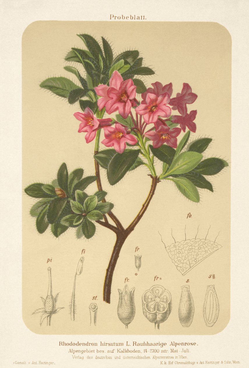 Alpenroos (Rhododendron hirsutum) door German School