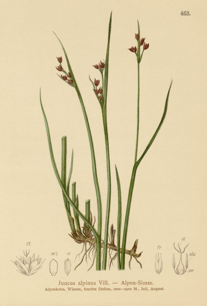 Alpen Riet (Juncus alpinus, Juncus alpinoarticulatus) door German School