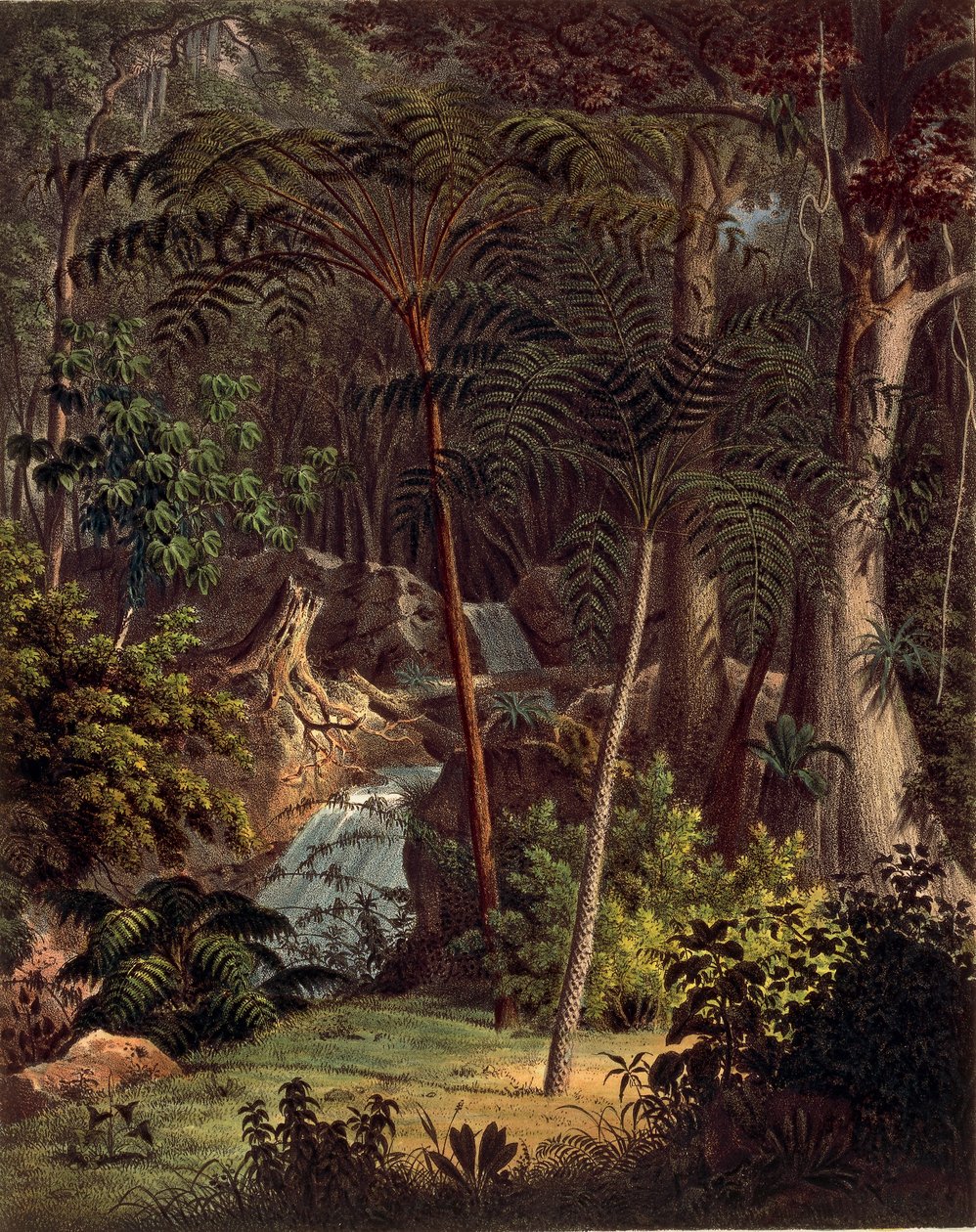 Amazone regenwoud, tafel XXVII uit 