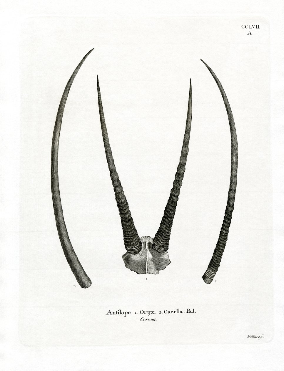 Arabische oryx hoorns door German School