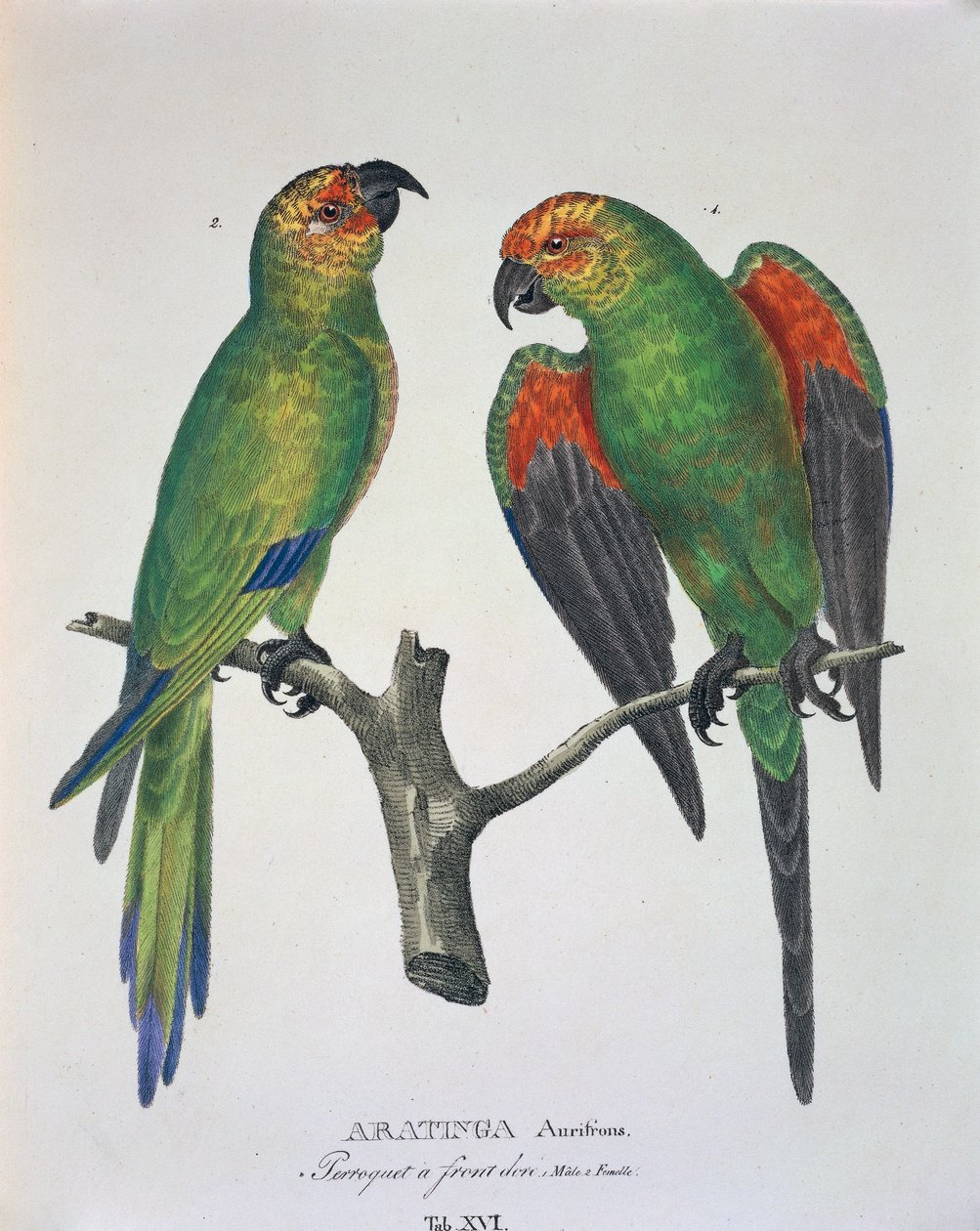 Aratinga Aurifrons (mannetje en vrouwtje), tafel XVI uit 