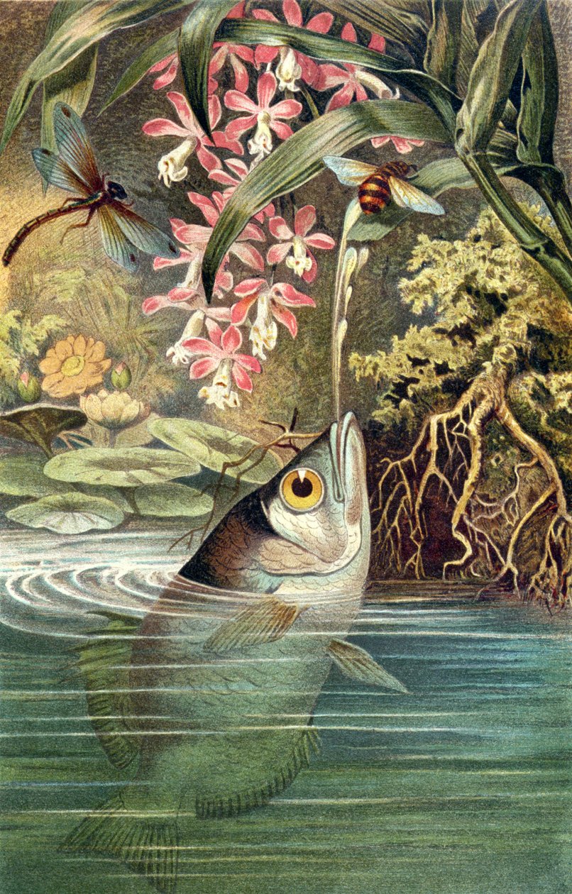 Schuttersvis, plaat uit Brehms Tierleben: Allgemeine Kunde des Tierreichs, vol.8, p.49, uitgegeven door Bibliographisches Institut, 1892 door German School