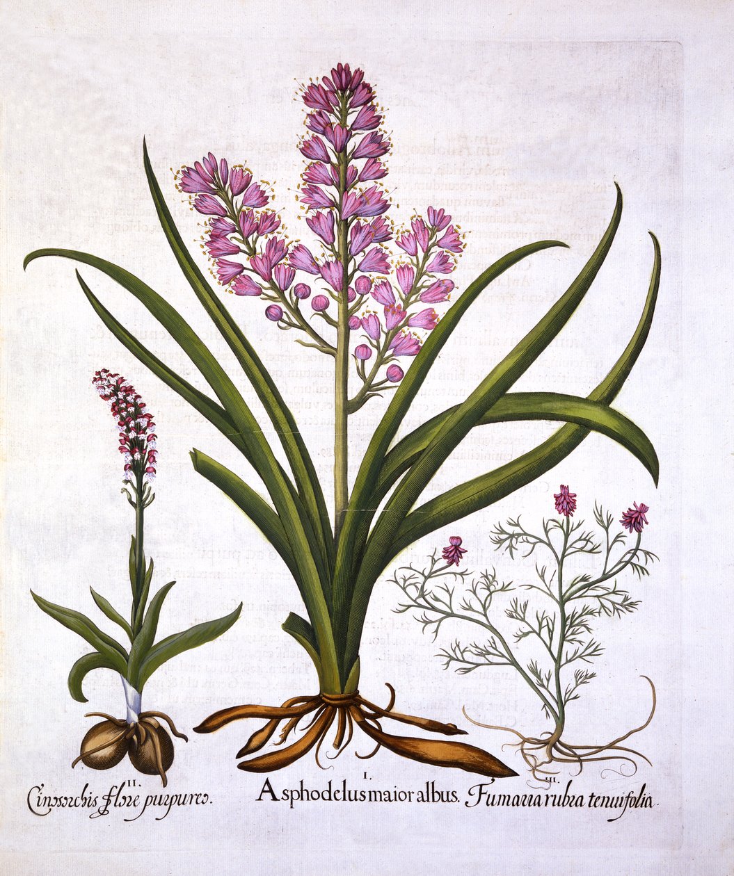 Affodil, Gebrande Orchidee en Fumaria Spicata, uit Hortus Eystettensis, door Basil Besler, 1613 door German School