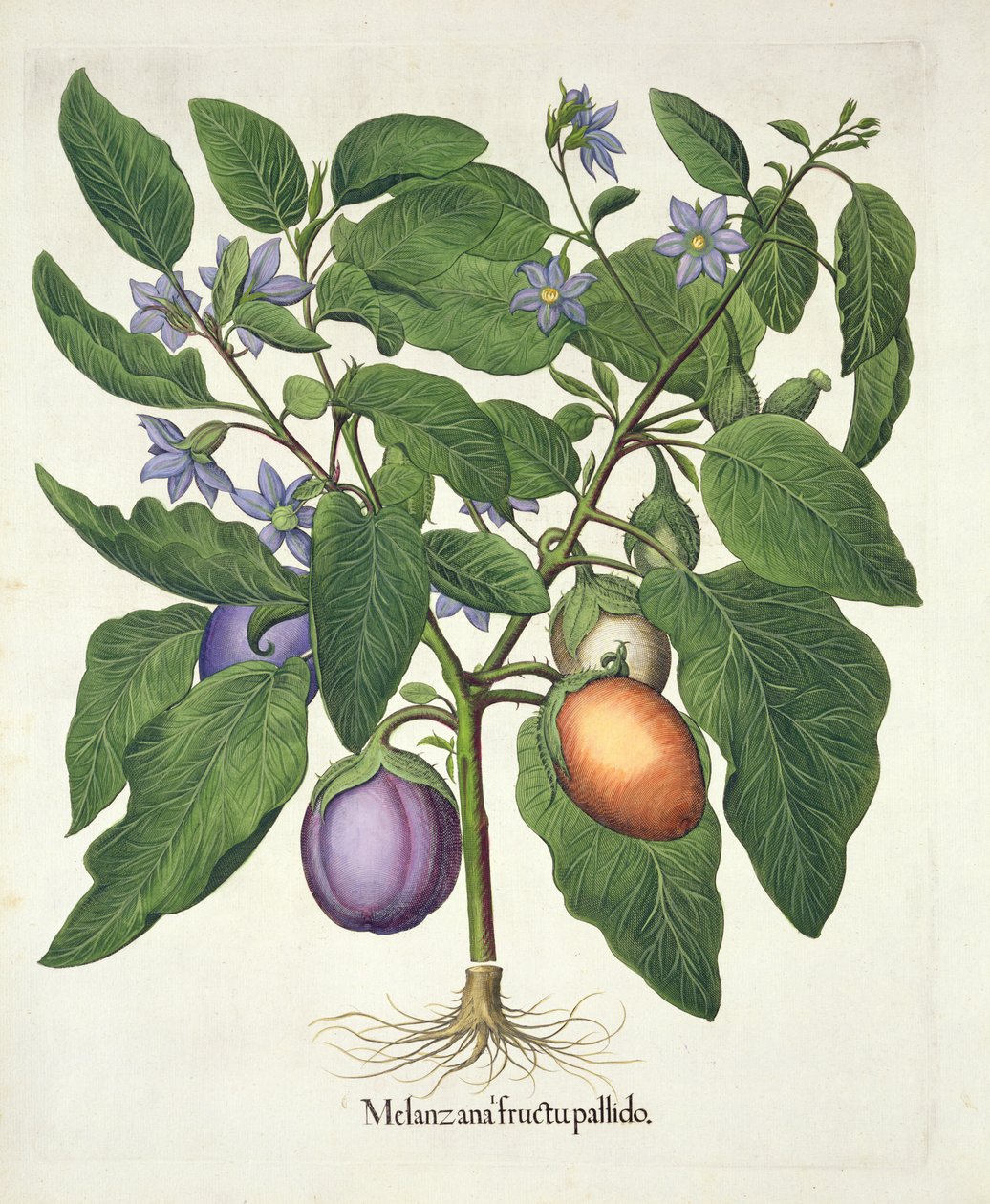 Aubergine: Melanzana fructu pallido, uit de Hortus Eystettensis door Basil Besler (1561-1629), pub. 1613 door German School