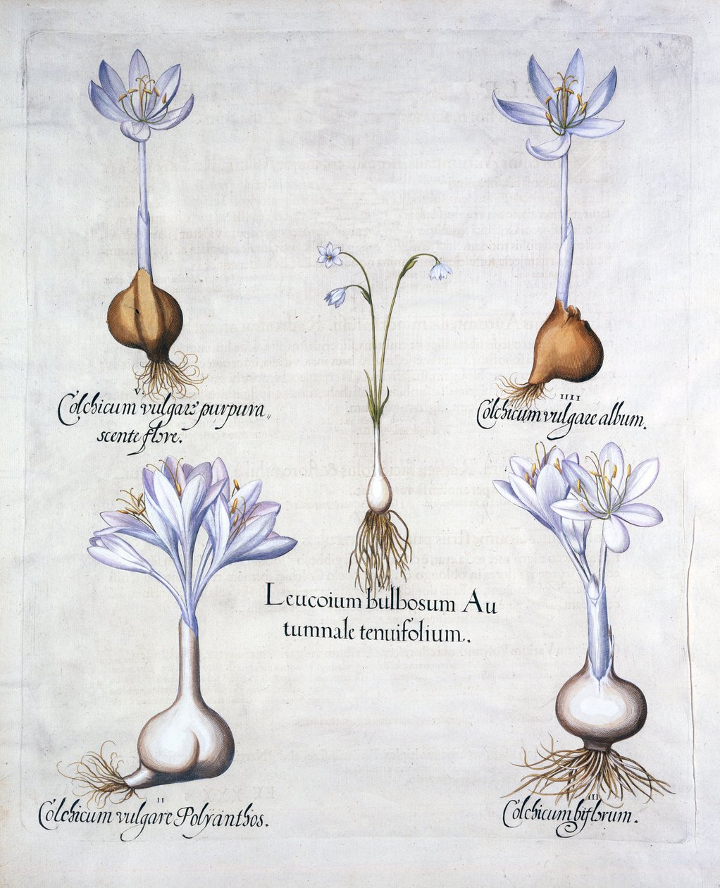 Herfstklokje en Weidekrokussen, uit Hortus Eystettensis, door Basil Besler, 1613 door German School