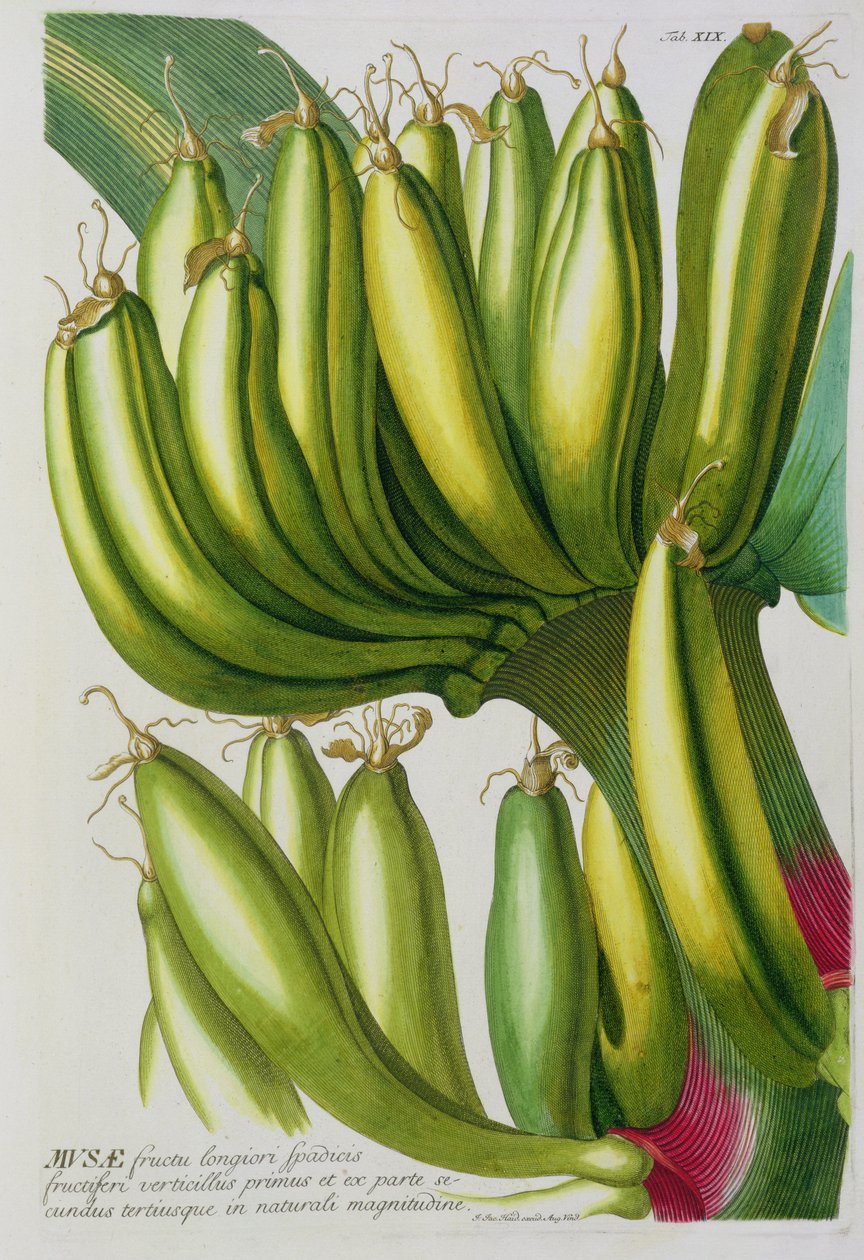 Banaan, gegraveerd door Johann Jakob Haid (1704-67) plaat 19 uit een botanisch boek, uitgegeven door Augustus Vind door German School