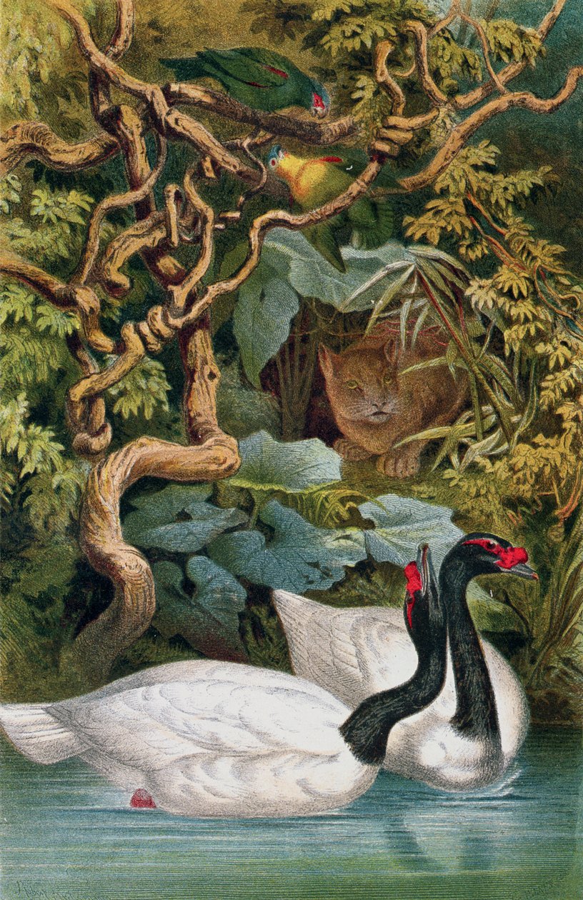 Zwartnekzwaan, plaat uit Brehms Tierleben: Allgemeine Kunde des Tierreichs, vol.6, p.598, gepubliceerd door Bibliographisches Institut, 1892 door German School