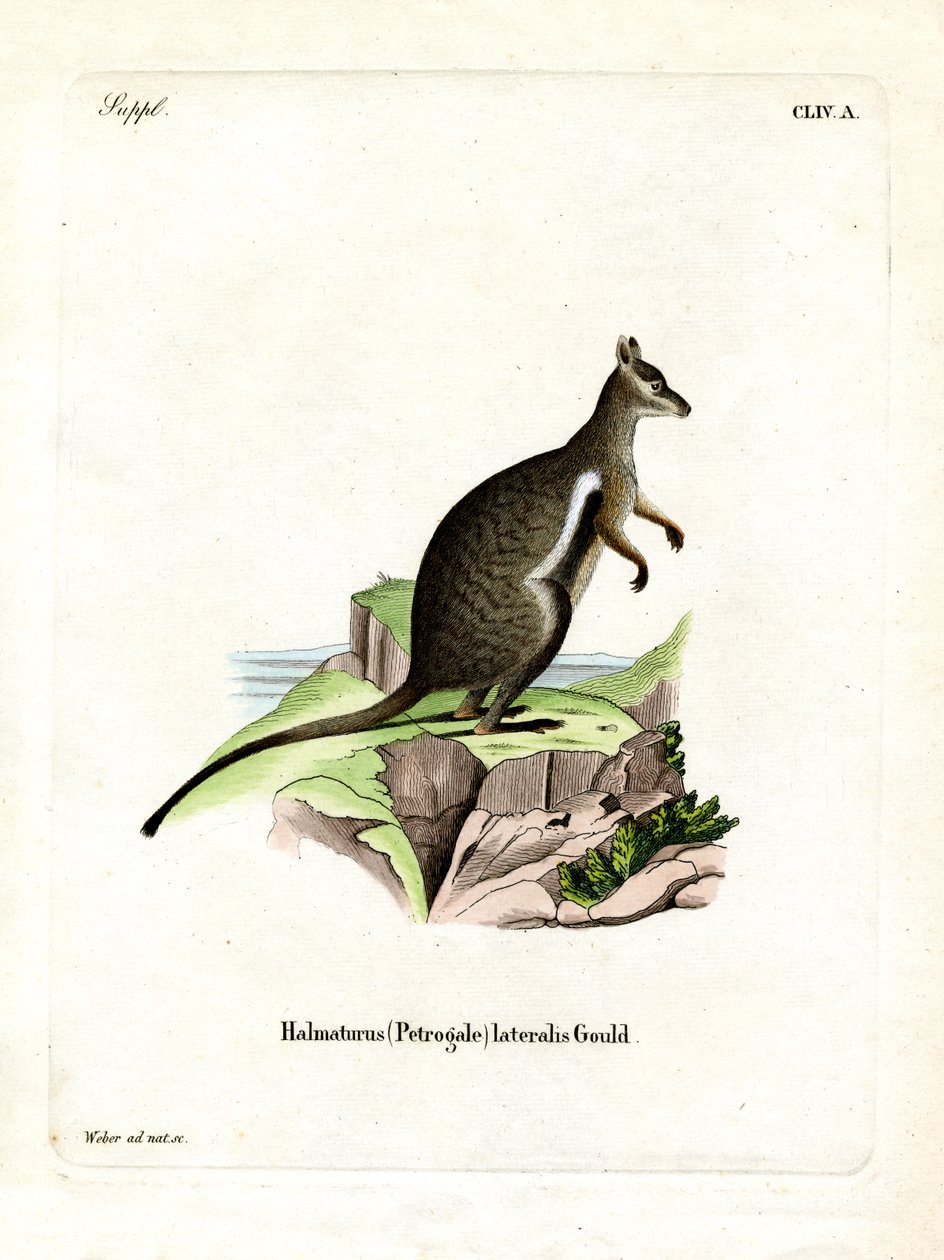 Zwartvoet Rots-wallaby door German School