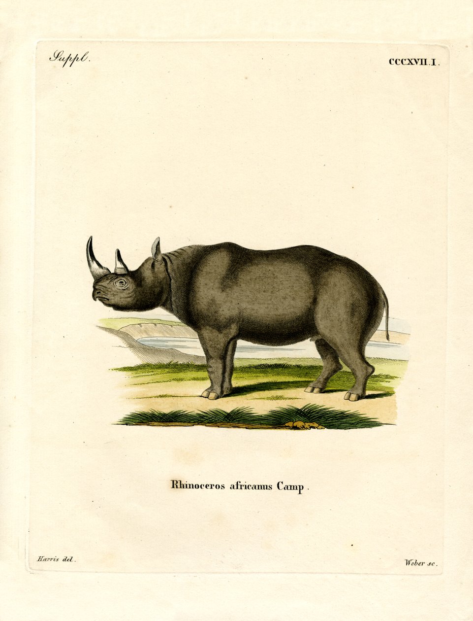 Zwarte neushoorn door German School