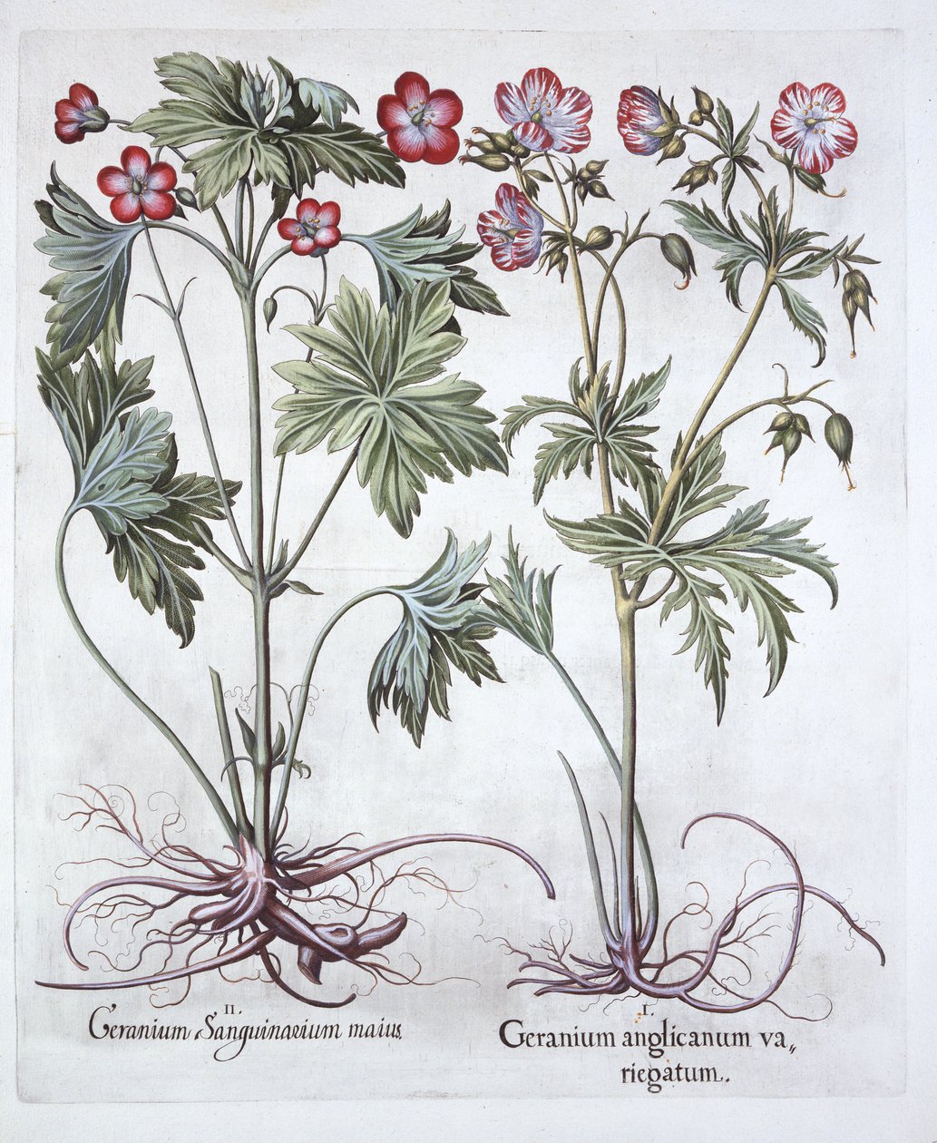 Bloedooievaarsbek en Grootwortelooievaarsbek, uit Hortus Eystettensis, door Basil Besler, 1613 door German School