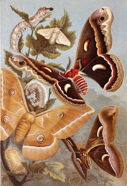 Bombycoïde motten, plaat uit 