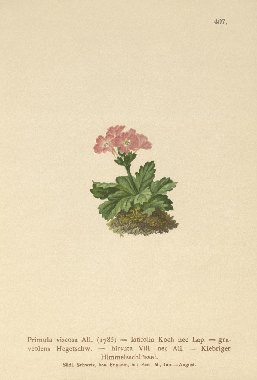 Breedbladige Sleutelbloem (Primula viscosa, Primula latifolia, Primula hirsuta) door German School