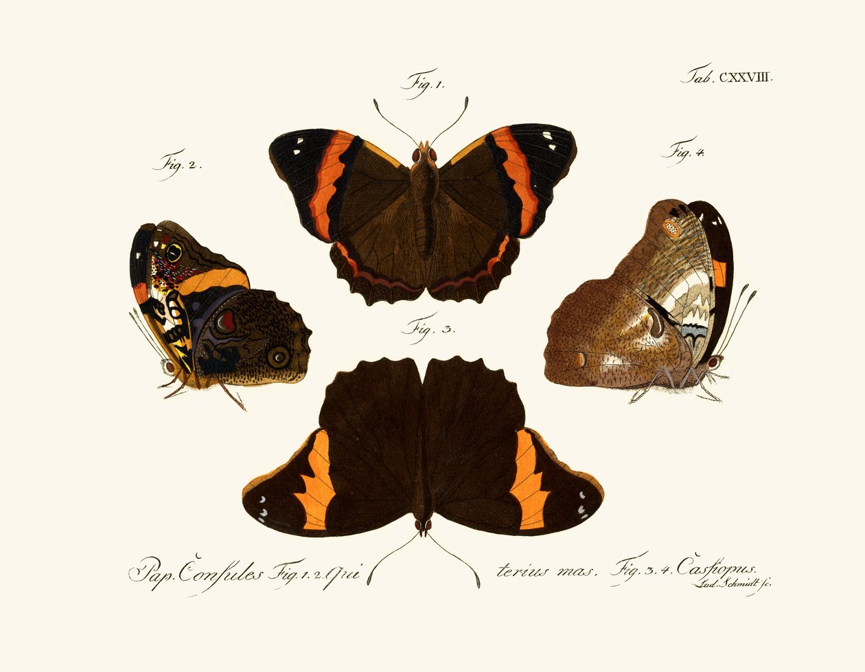 Vlinders door German School