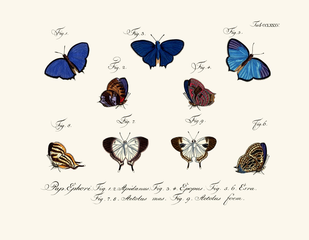 Vlinders door German School