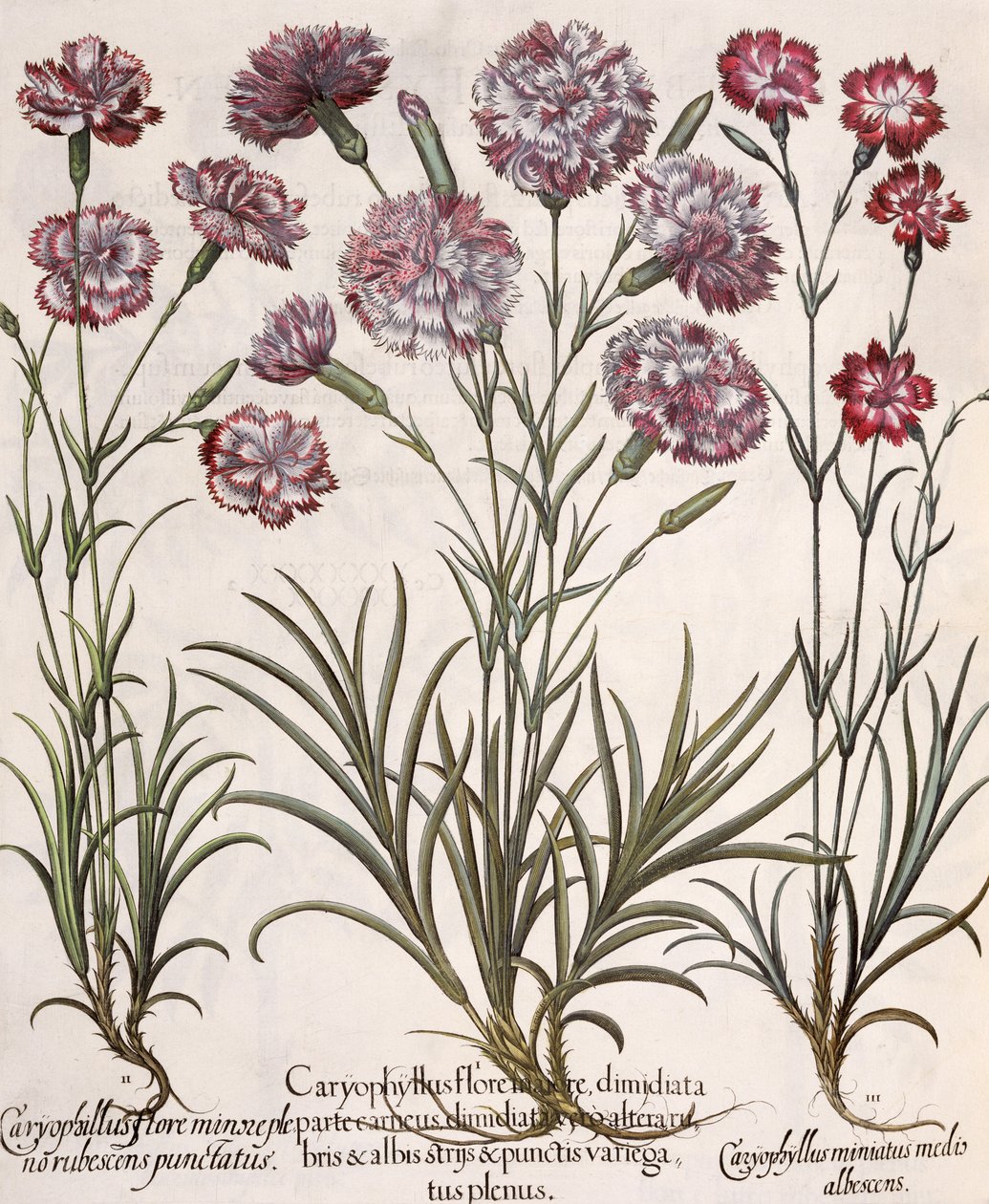 Anjers: 1.Caryophyllus flore majore; 2. Caryophyllus flore minor pleno rubescens punctatus; 3.Caryophyllus miniatus medis albescens, uit de Hortus Eystettensis door Basil Besler (1561-1629), uitgegeven door German School