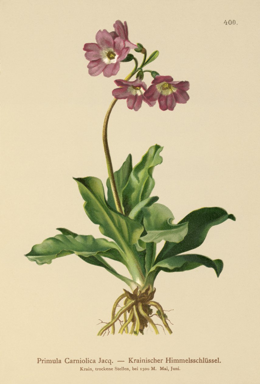 Karniolische Sleutelbloem (Primula Carniolica) door German School