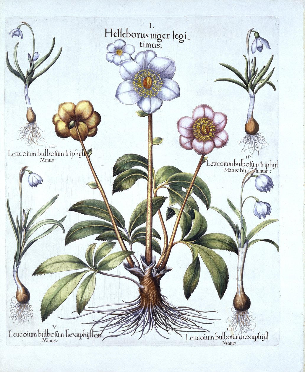 Kerstroos en Sneeuwklokvariaties, uit Hortus Eystettensis, door Basil Besler, 1613 door German School