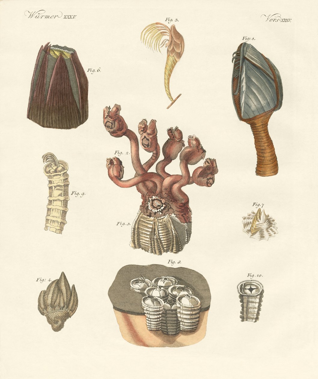Cirrhipodas, borstelwormen of brachiopoden door German School