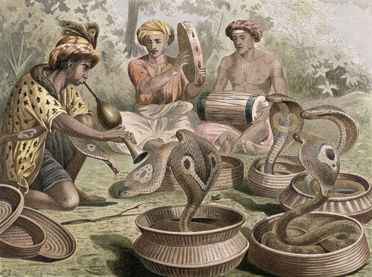 Cobra, plaat uit Brehms Tierleben: Allgemeine Kunde des Tierreichs, vol.7, p.355, uitgegeven door Bibliographisches Institut, 1892 door German School