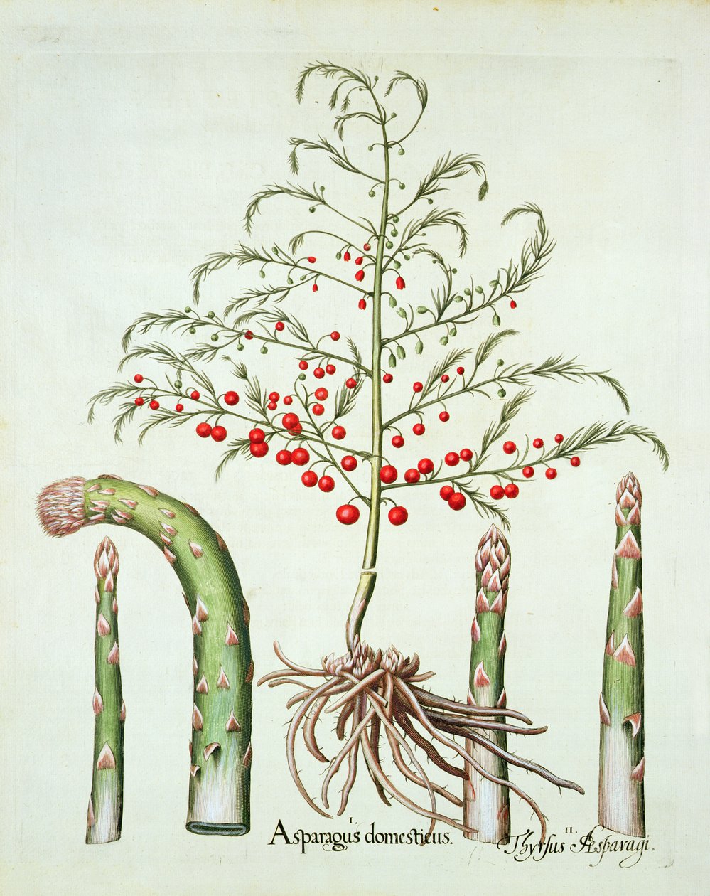 Gewone asperge in bloem en vrucht, uit de Hortus Eystettensis door Basil Besler (1561-1629), pub. 1613 door German School