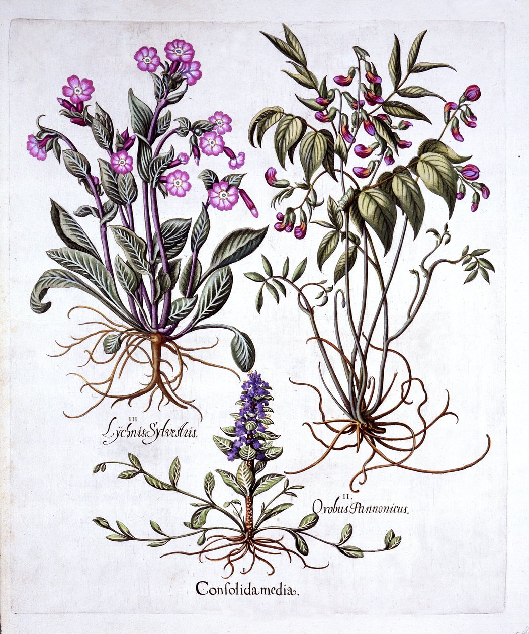 Kruipend Zenegroen, Lentewikke en Dagkoekoeksbloem, uit Hortus Eystettensis, door Basil Besler, 1613 door German School