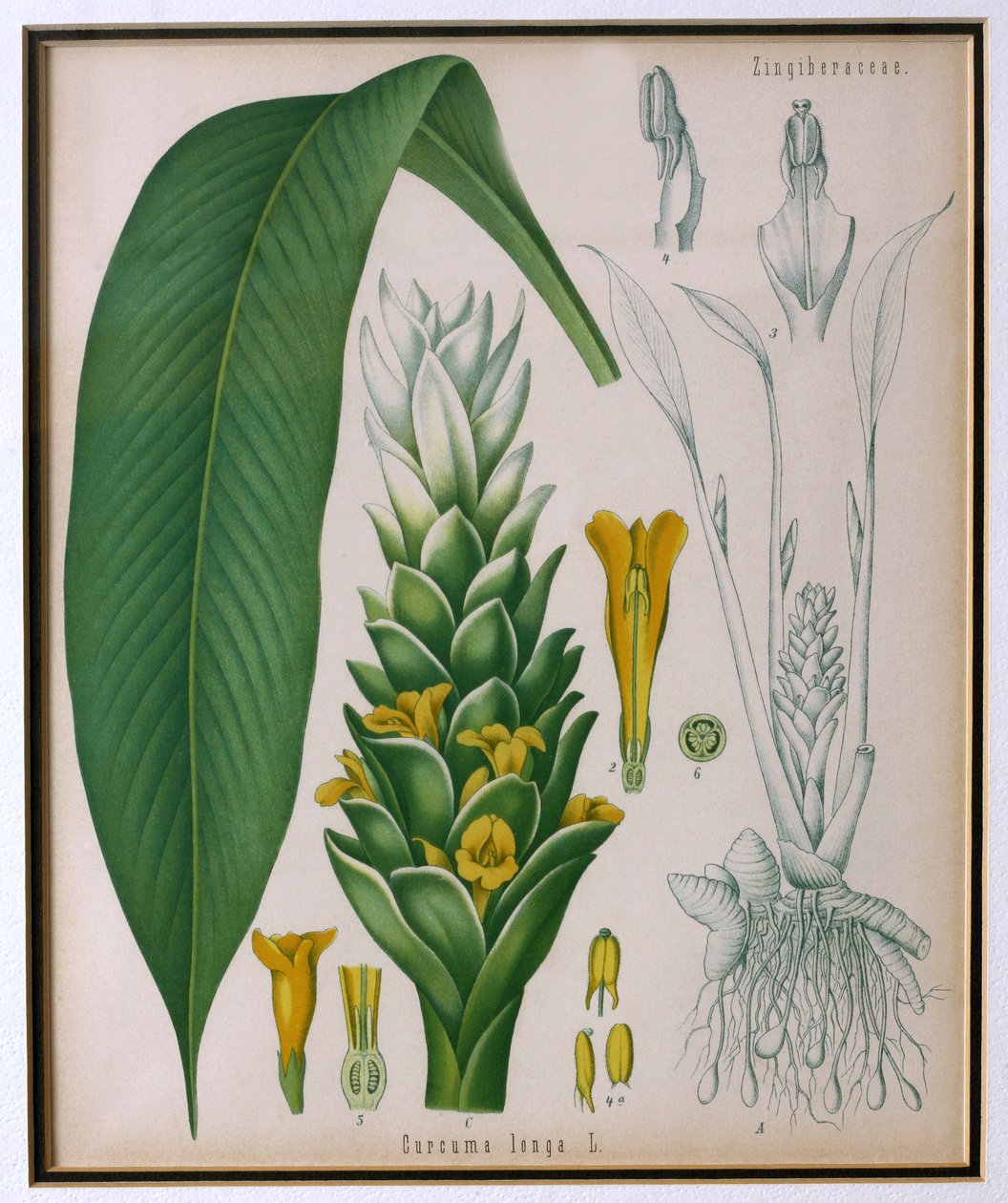 Curcuma longa (kurkuma) uit Kohlers Medicinale Planten door Franz Eugen Kohler door German School