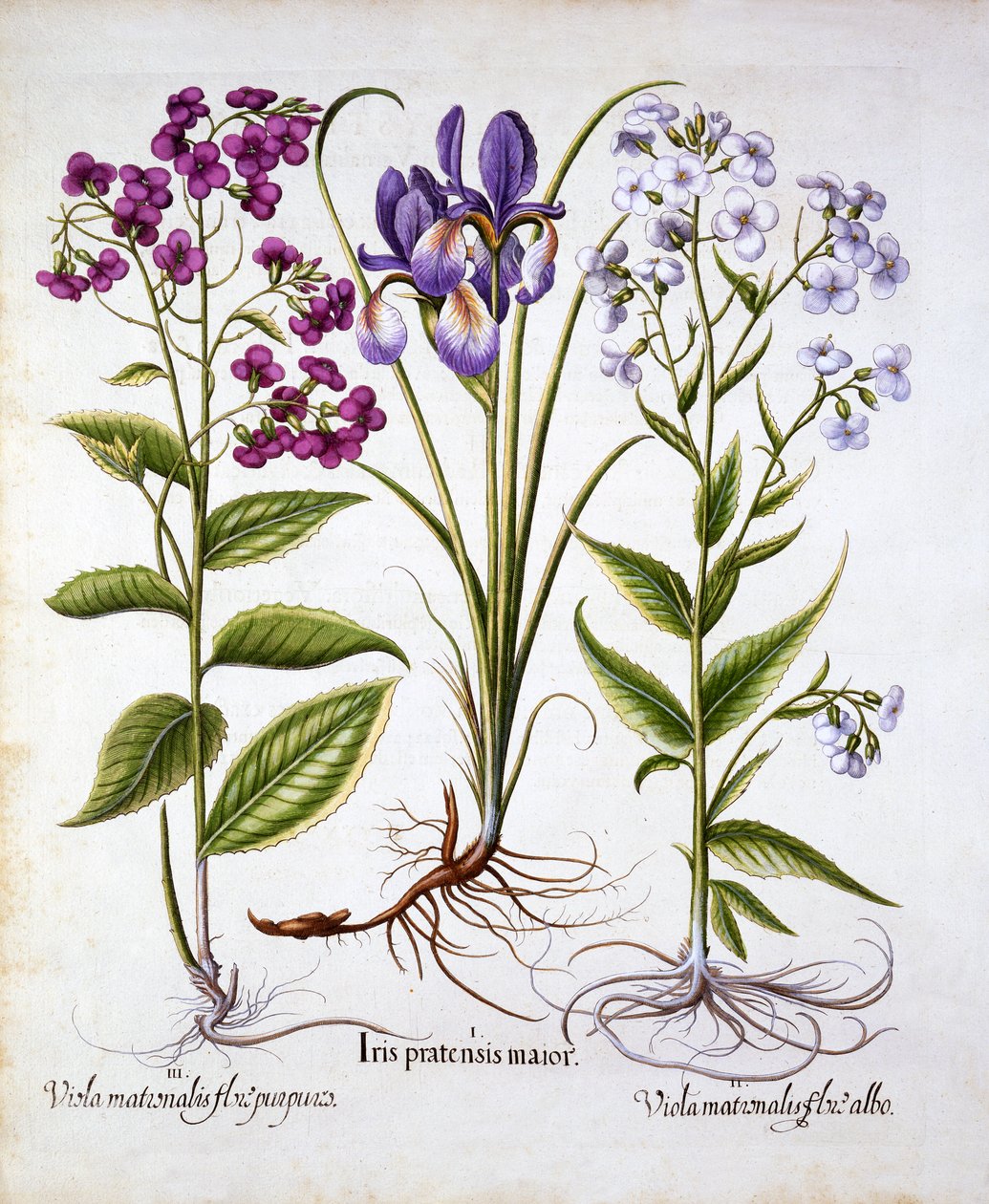 Damastviooltje en Veldiris, uit Hortus Eystettensis, door Basil Besler, 1613 door German School