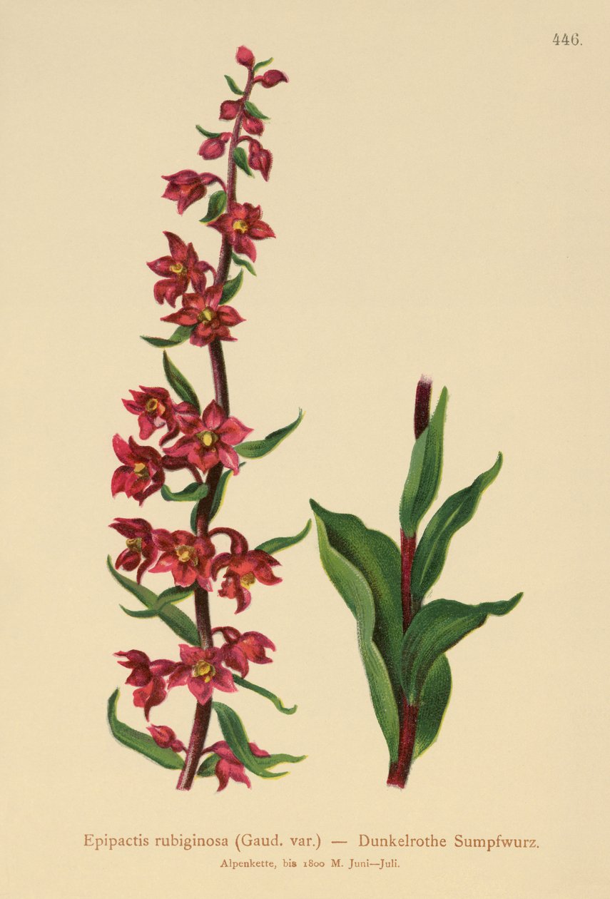 Donkerrode Helleborine (Epipactis atrorubens, Epipactis rubiginosa) door German School
