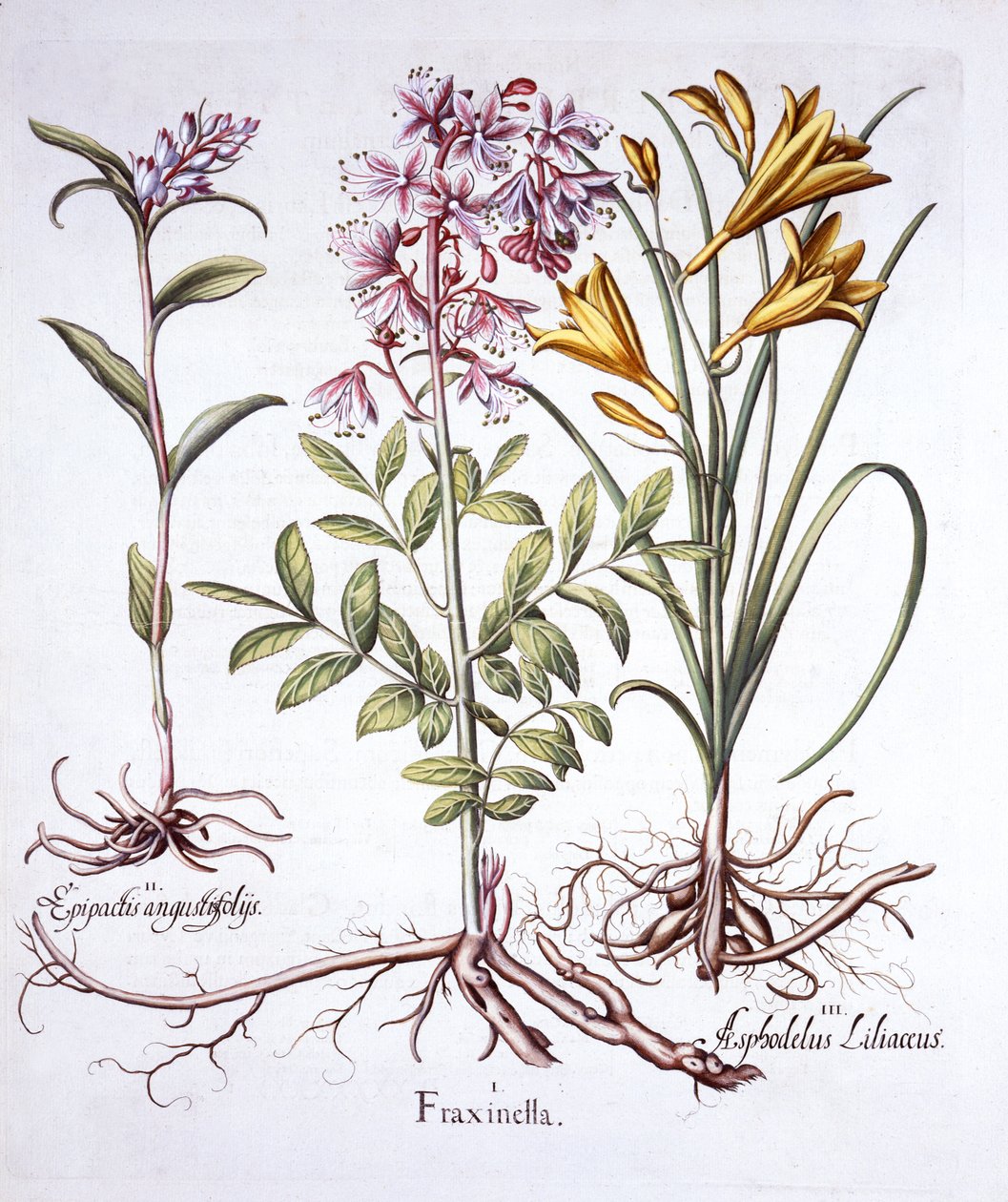 Dittany, Witte Helleborine en Gele Daglelie, uit Hortus Eystettensis, door Basil Besler, 1613 door German School