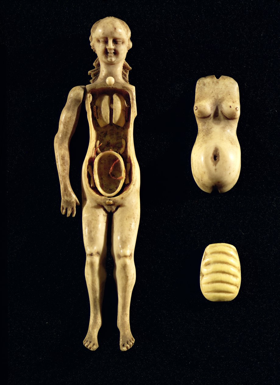 Pop die de anatomie van het menselijk lichaam toont door German School
