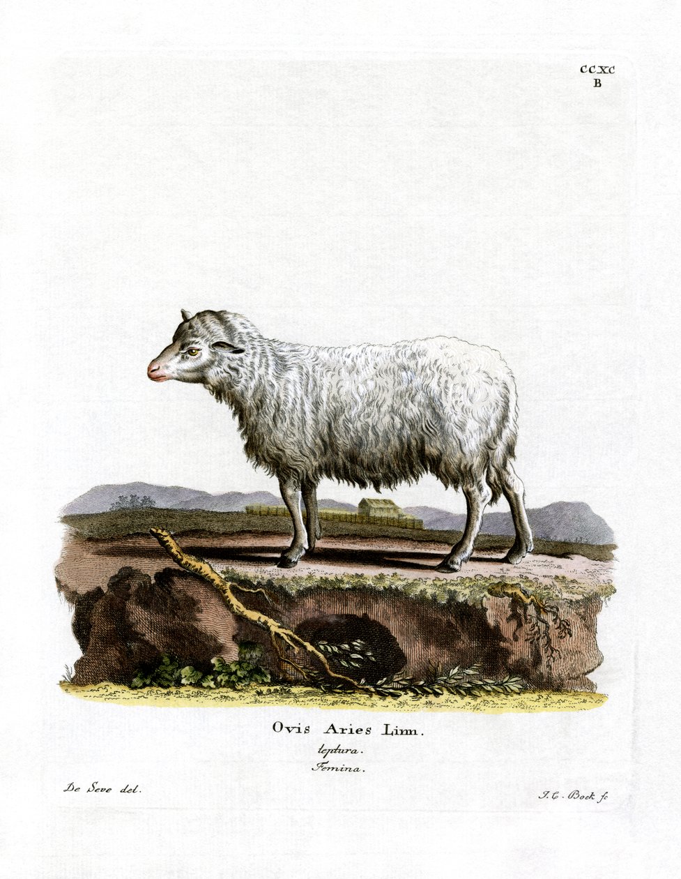 Huisschaap door German School