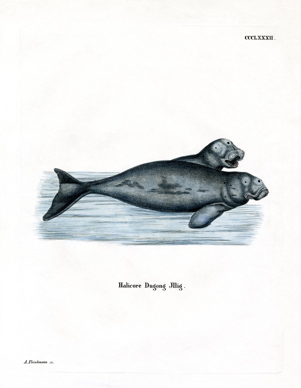Dugong door German School
