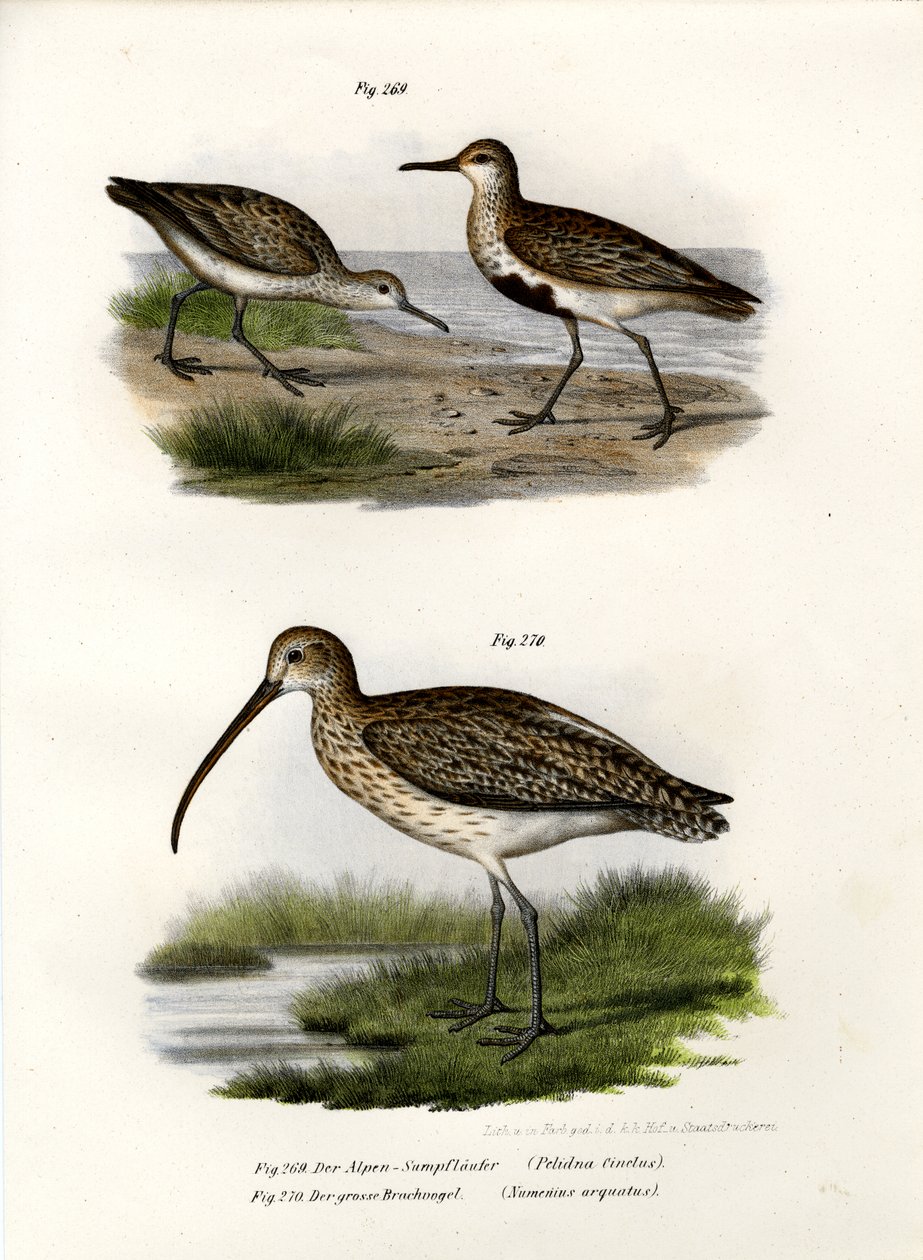 Bonte Strandloper, 1864 door German School