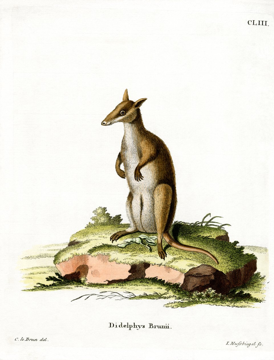 Donkere Wallaby door German School