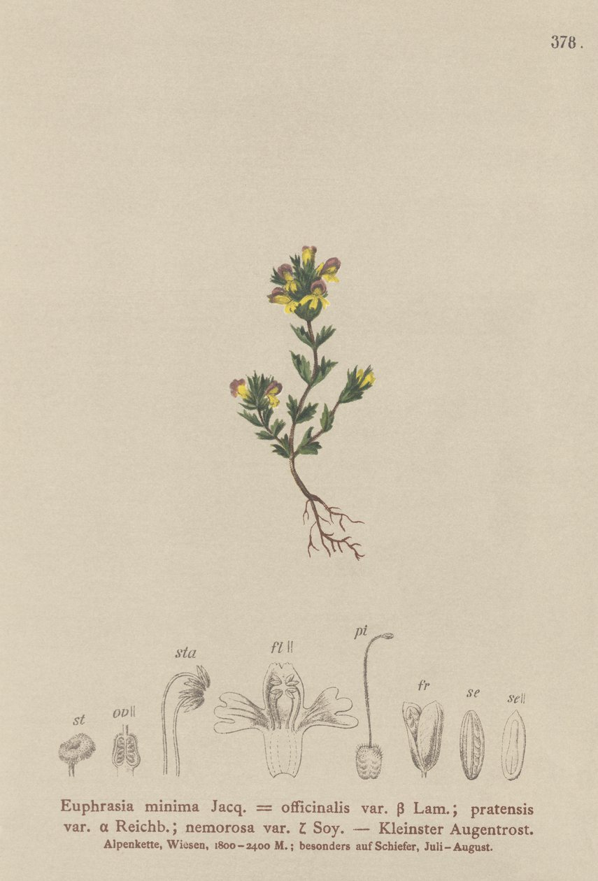 Dwerg Oogentroost (Euphrasia minima, Euphrasia officinalis, Euphrasia pratensis var. nemorosa) door German School