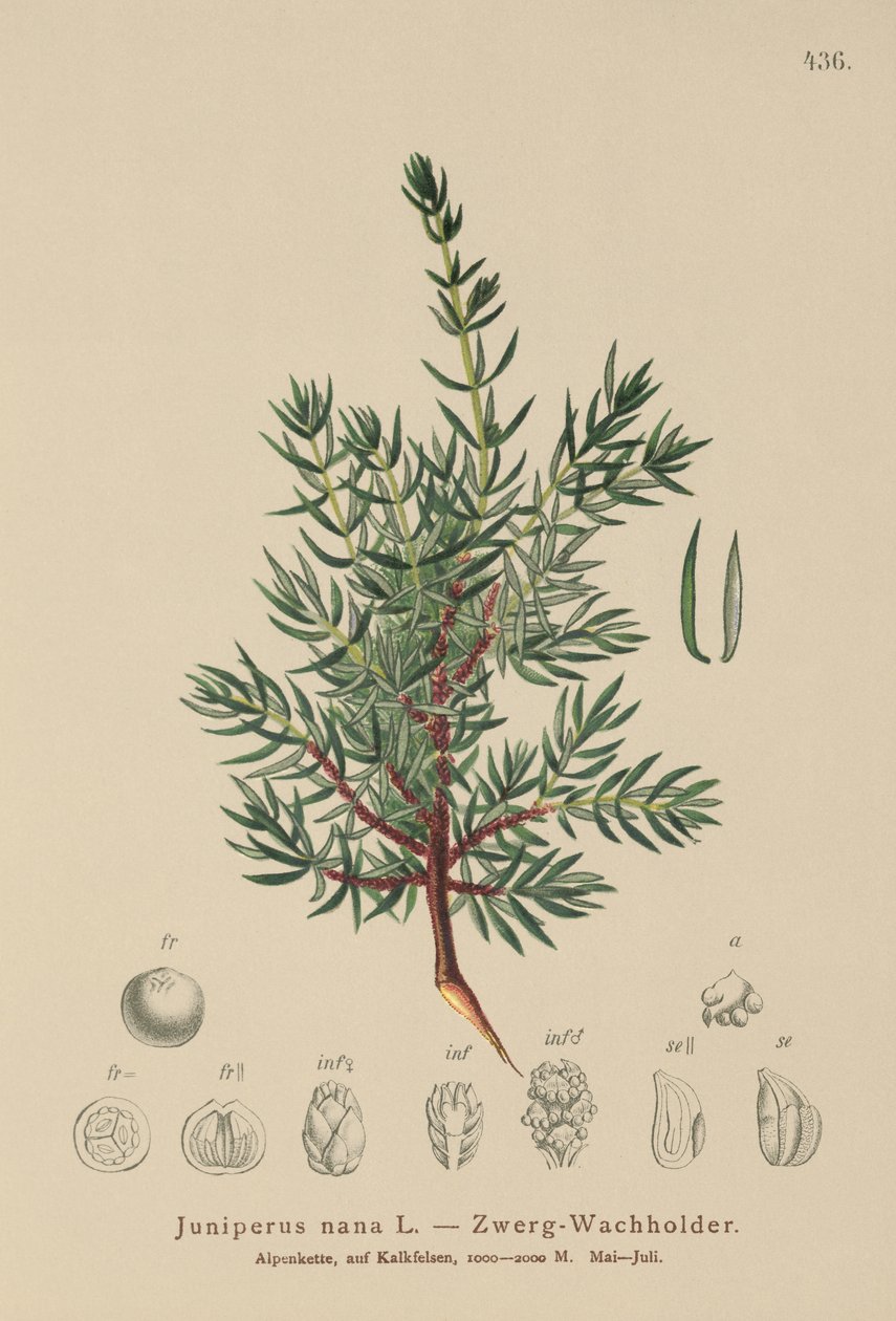 Dwerg Jeneverbes (Juniperus nana, Juniperus communis subsp. nana, Juniperus communis var. saxatilis) door German School