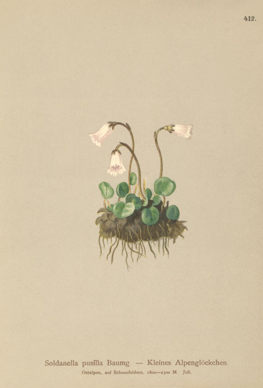 Dwerg Sneeuwklokje (Soldanella pusilla, Soldanella alpicola) door German School