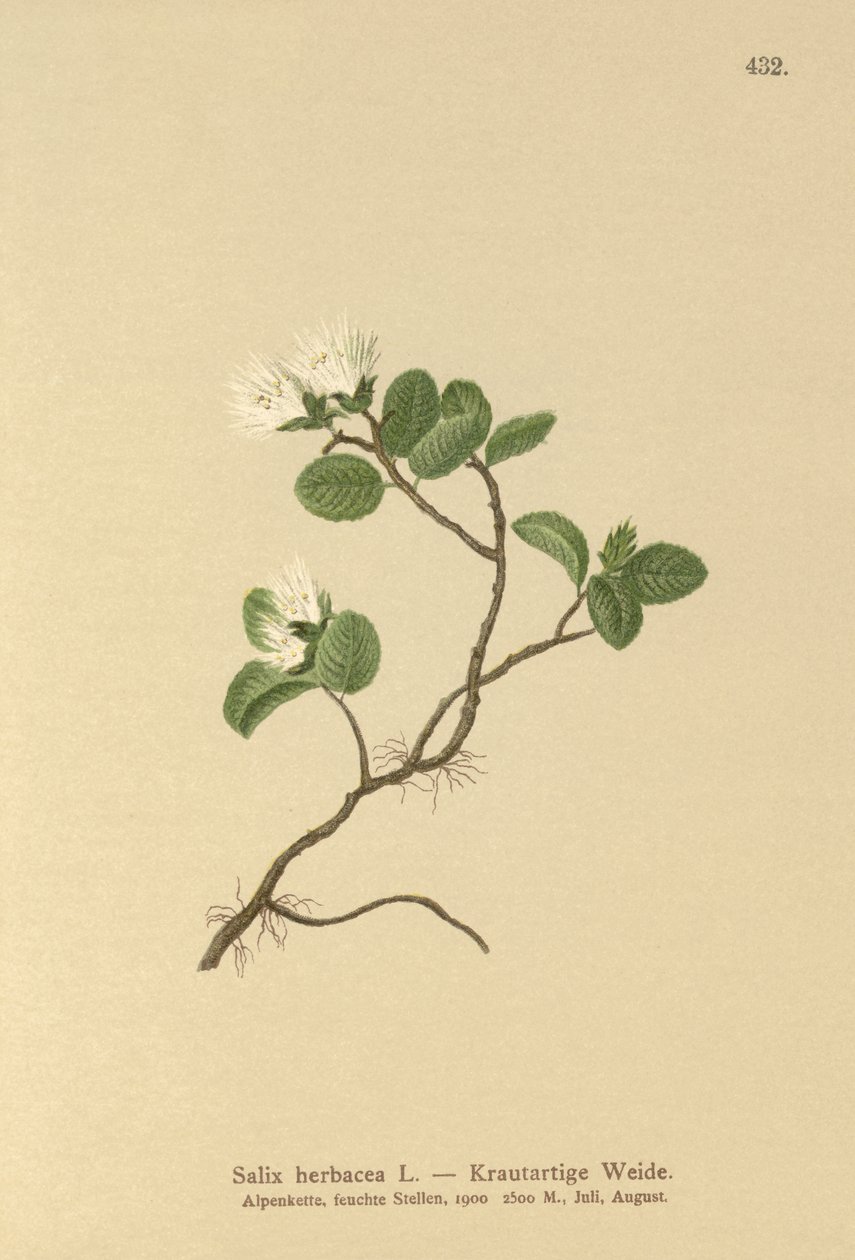 Dwergwilg (Salix herbacea) door German School